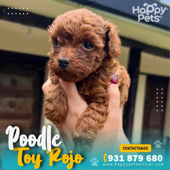 Poodle Toy Rojo precio Poodle Toy Rojo en lima HappyPets