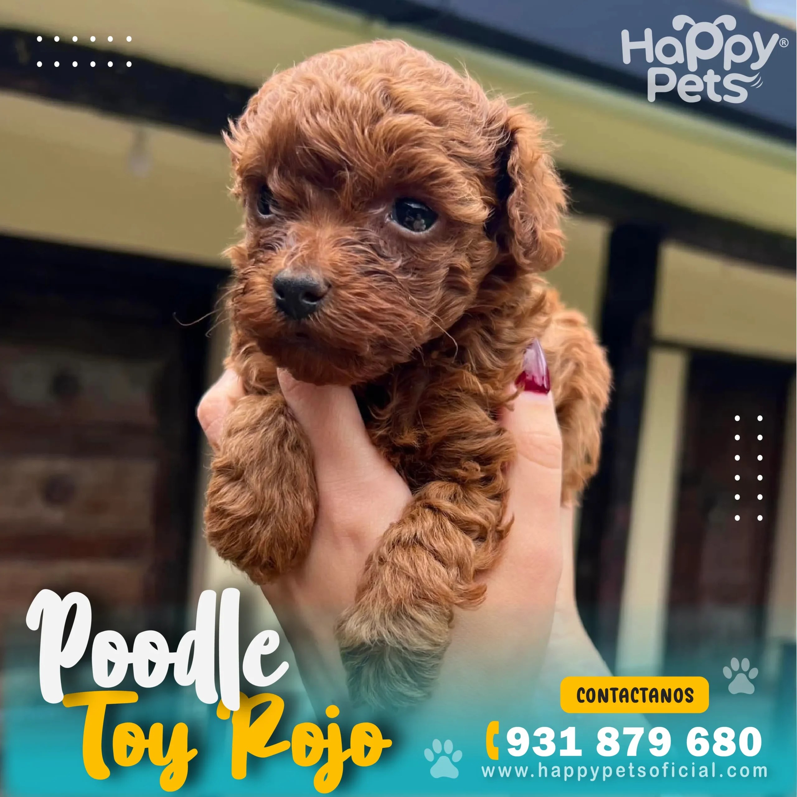 ¿Poodle Toy Rojo precio? Cachorro de raza pura Happy Pets Perú