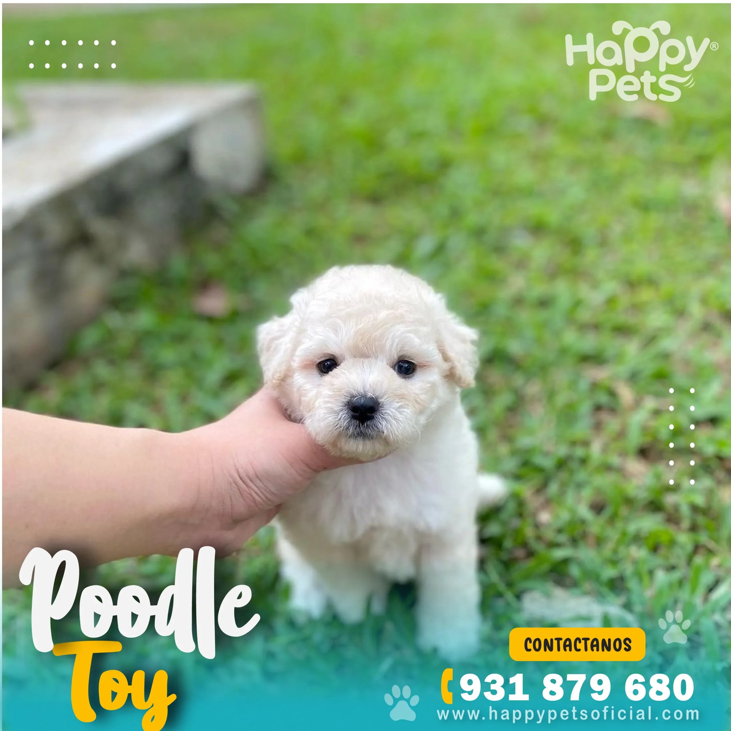 Poodle Toy precio Raza pequeña Happy Pets Perú