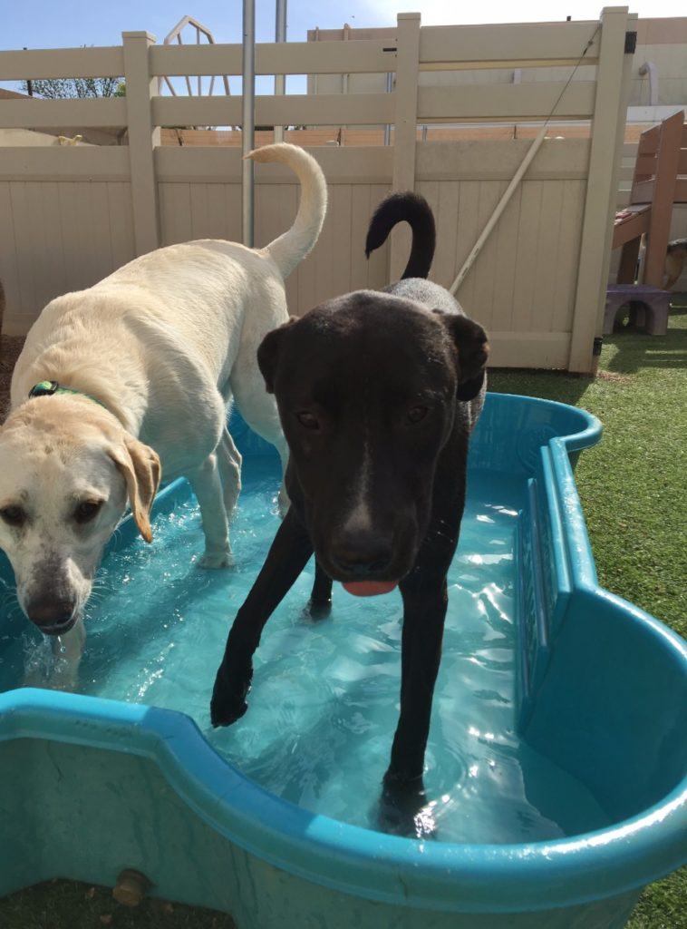 Mesa Arizona Location Happy Pets Palace & Playground