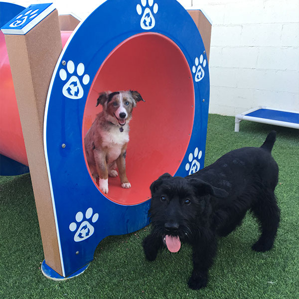 Dog Daycare & Boarding in Mesa & Chandler AZ Happy Pets