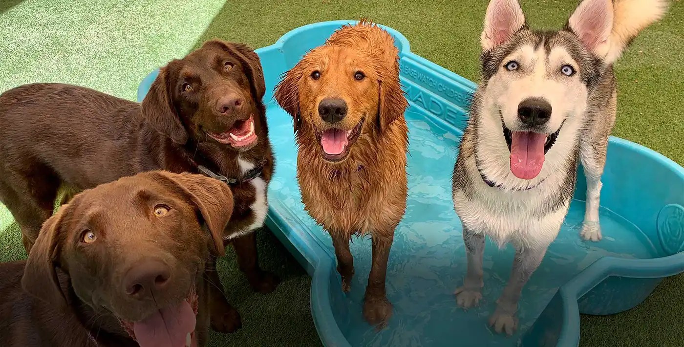 Dog Daycare & Boarding in Mesa and Chandler AZ