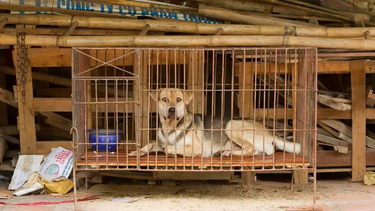 Seligman's Wailing Dogs Psychology Of Learned Helplessness