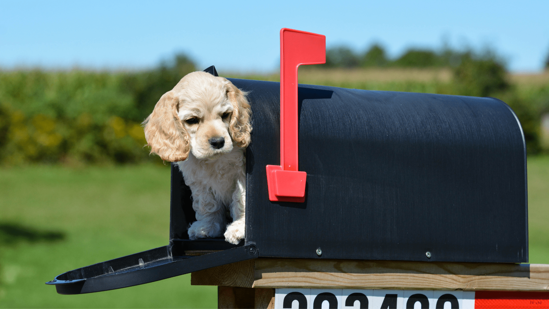 Mutt Mail 7 Subscription Boxes For Your Pup Happy Puppy Tips