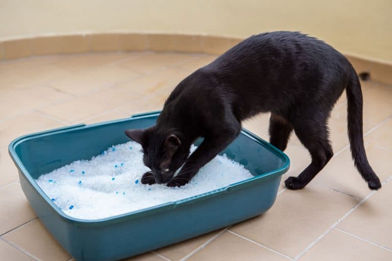 Ask a Vet Why Can't My Cat Stop Digging in Their Litter Box?