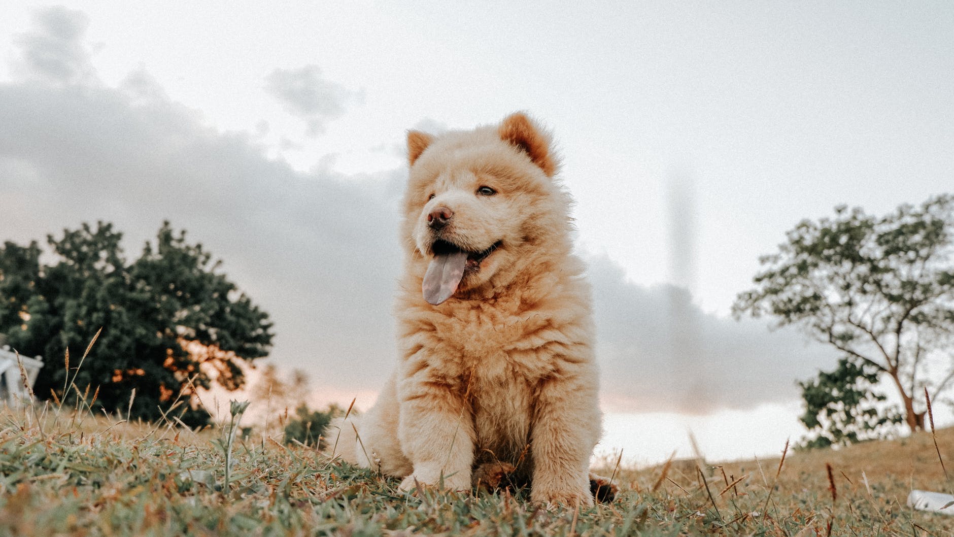 The Samoyed Chow Chow Mix A Clash of Breeds Happy Samoyed