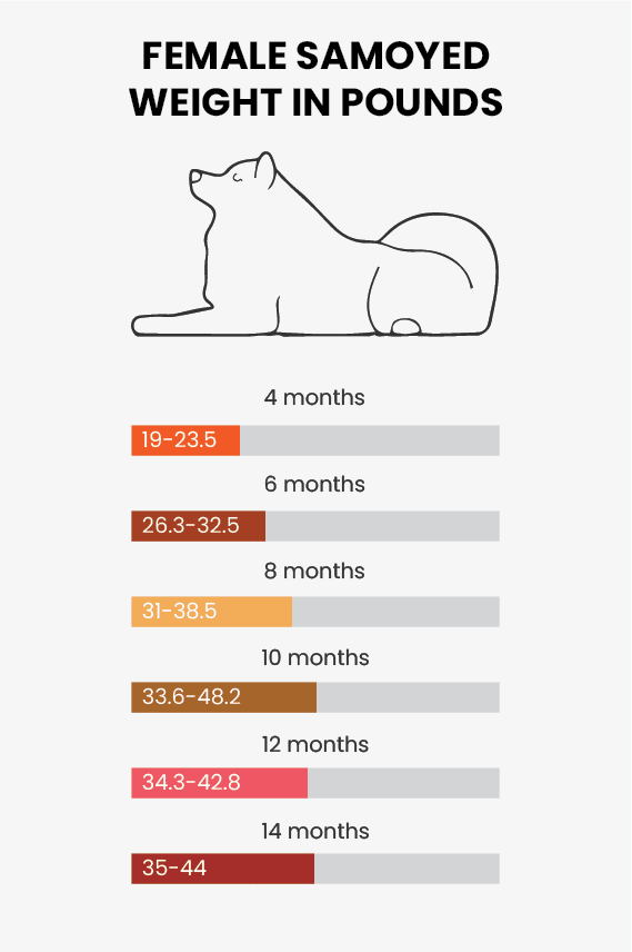 Samoyed Growth Chart Watching Your Samoyed Grow Happy Samoyed