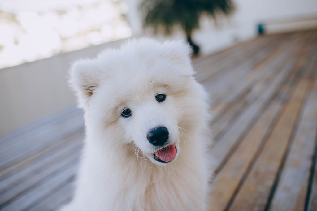 Are Crayola Markers Toxic To Dogs? Happy Samoyed