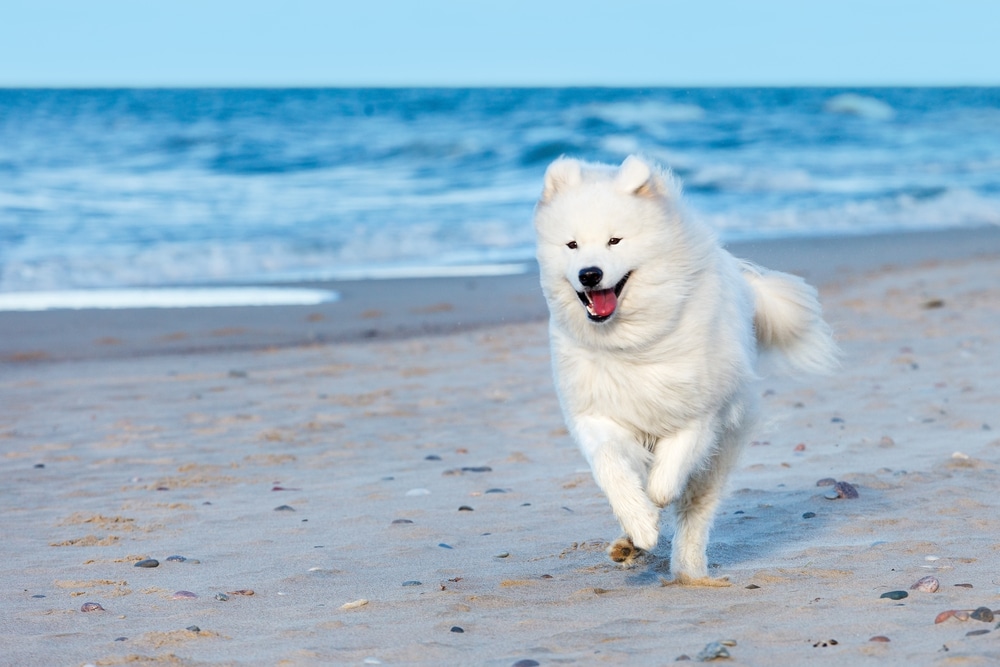 Samoyeds in Hot Weather From Siberia To Sunshine Happy Samoyed