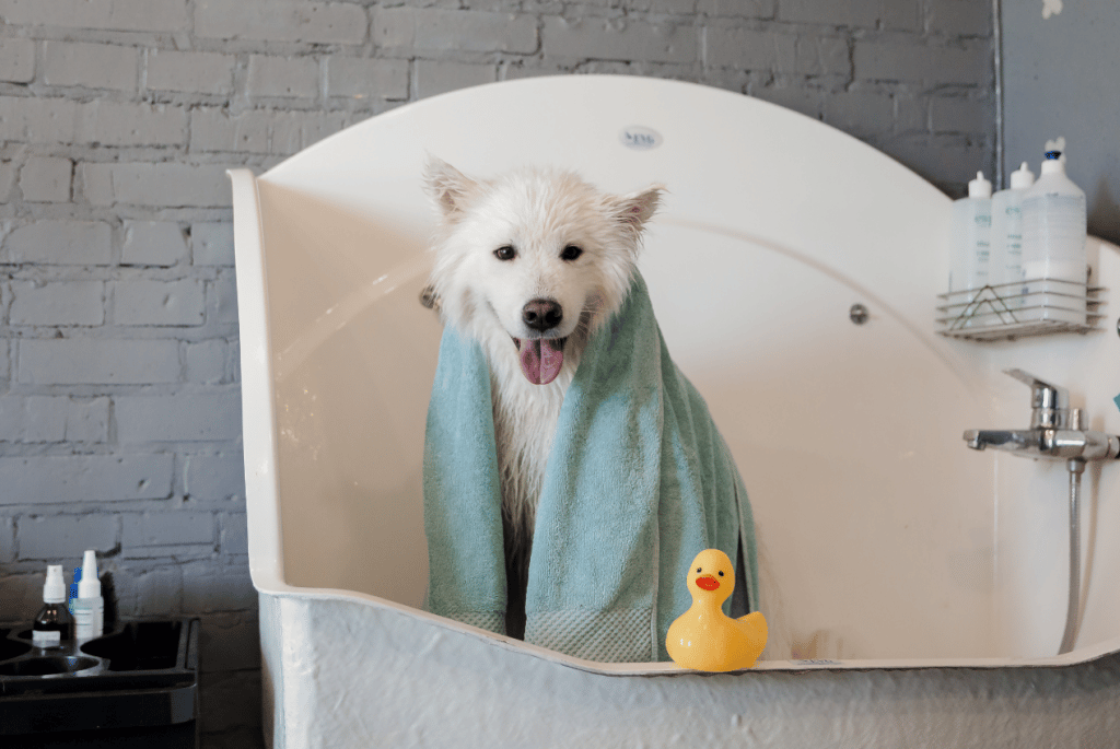 Best Samoyed Grooming Tools To Use At Home Happy Samoyed