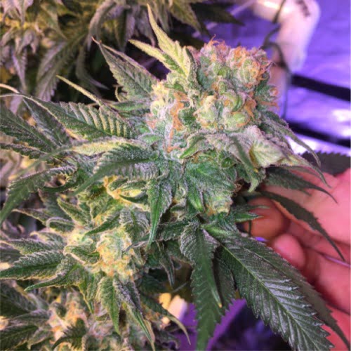 Pineapple Strain Pineapple Seeds From 31.44