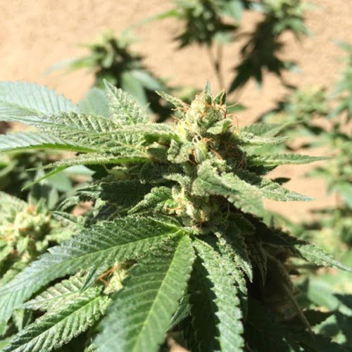 Candy Jack Strain Candy Jack Seeds From 65.00