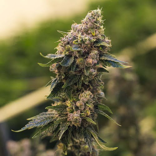 Melonade Strain Melonade Seeds From