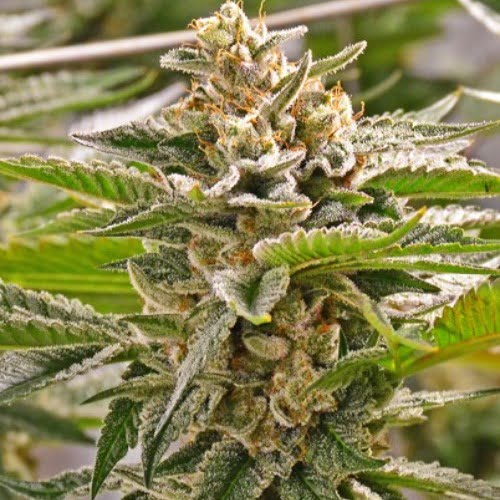Fluffhead Strain Fluffhead Seeds From