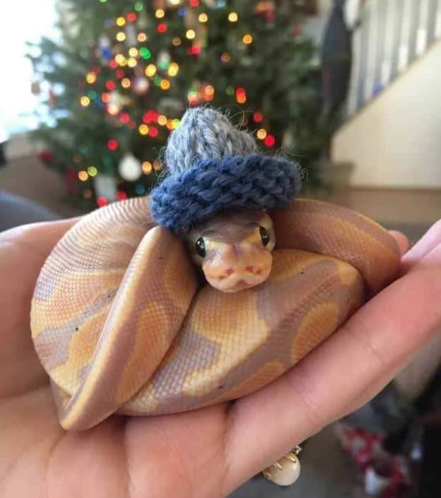 25 Cute Snakes You Have to See (With Pictures)