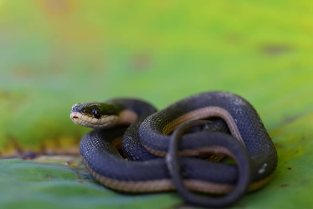 How to Identify a Baby Cottonmouth Snake (16 Helpful Photos)