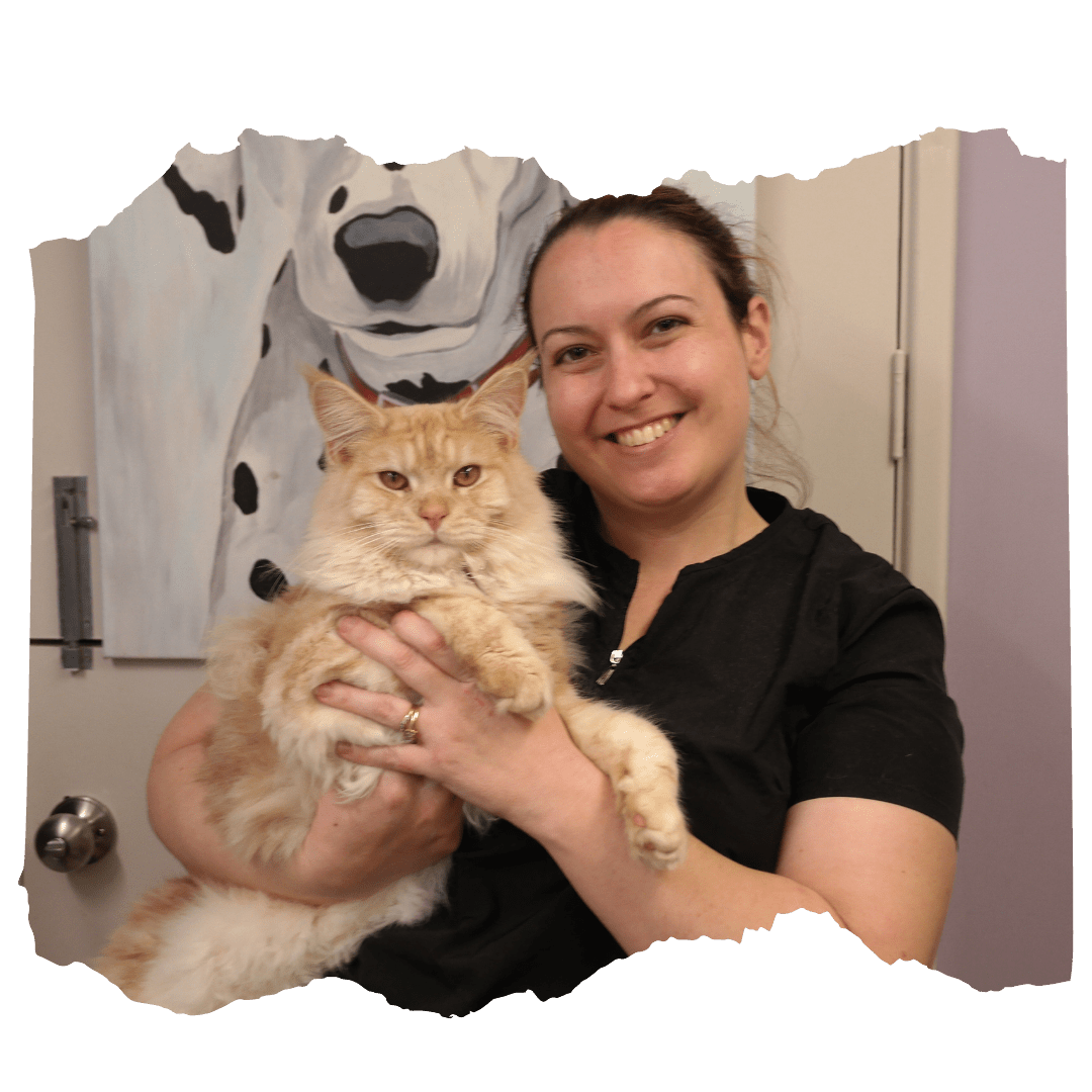 About Us New Lexie's Dog and Cat Grooming