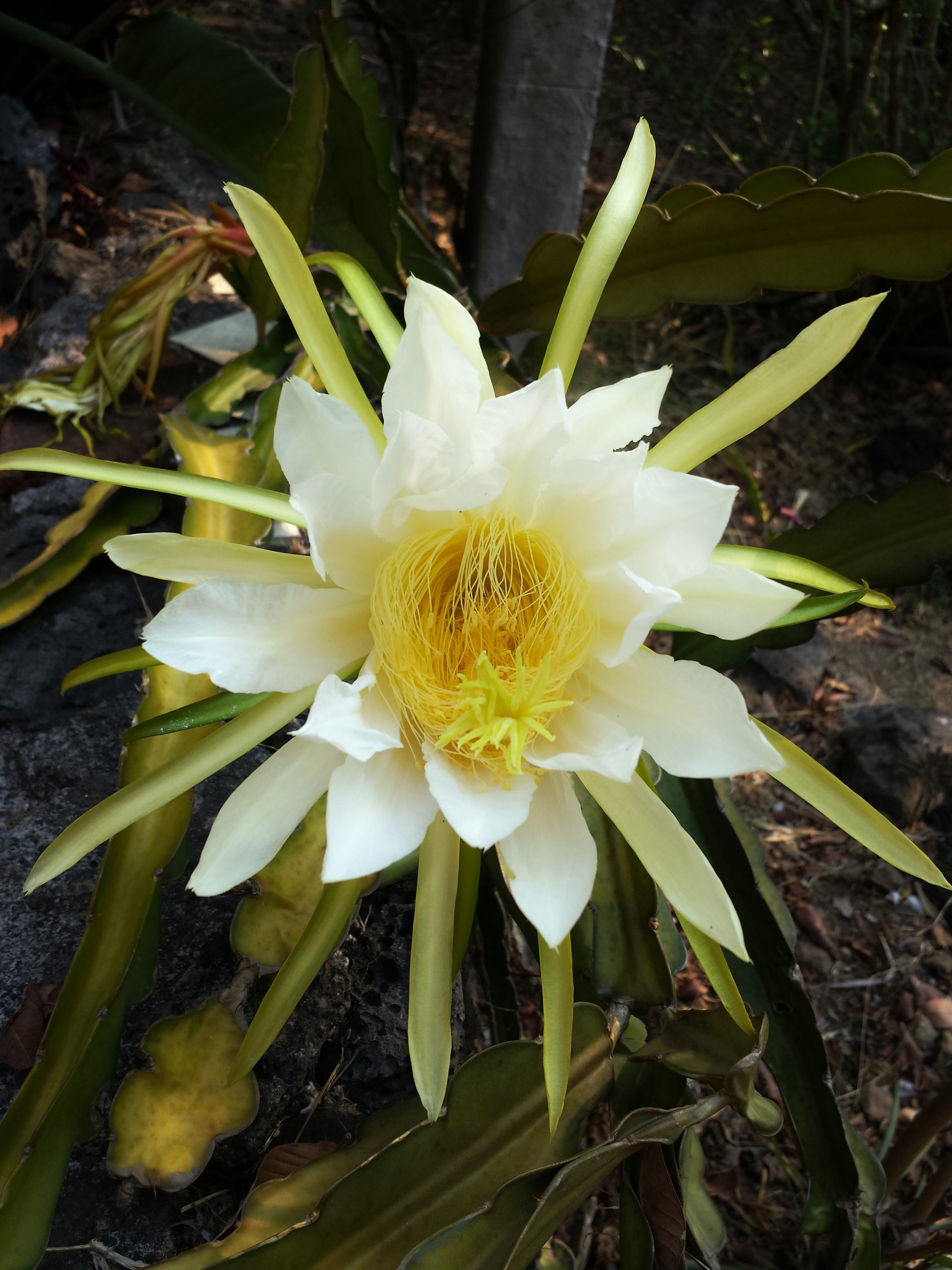 Cereus cactus flower and fruit in Mexico · Happy Sleepy Cereus cactus flower and fruit in Mexico · Happy Sleepy