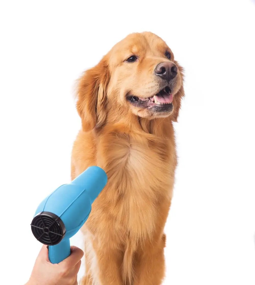 About Happy Spa Dogs