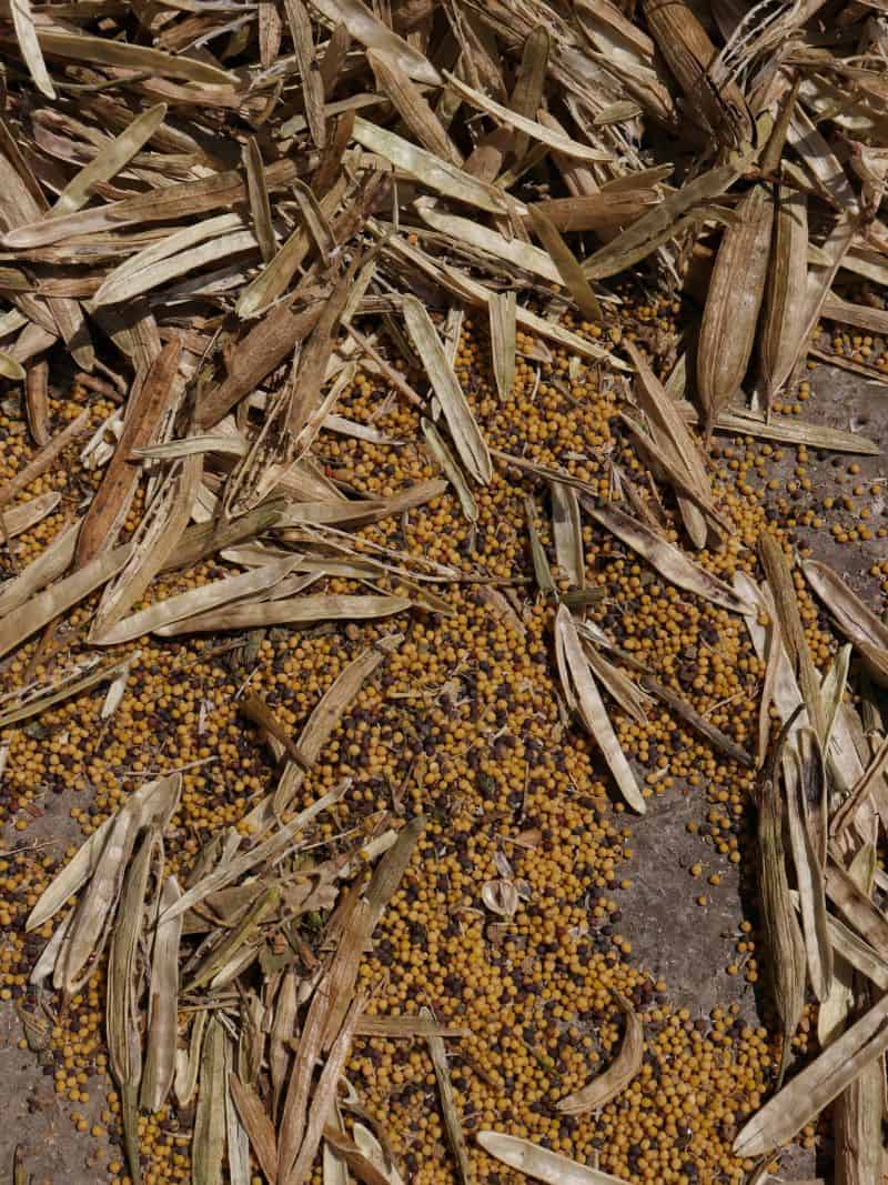 The Ultimate Guide To Brown Mustard Seed From Seeds To Powder