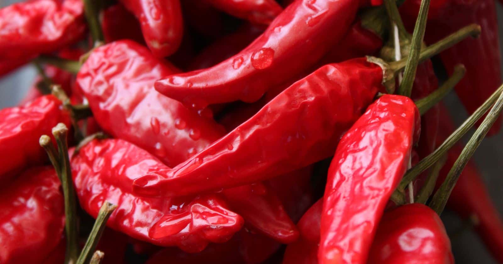 Calabrese Chili The Fiery Italian Pepper That Adds Spice To Your Meal