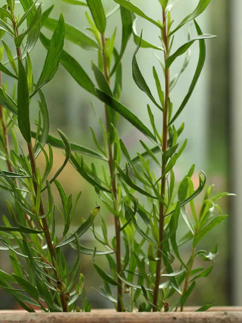 Tarragon The Delicate Herb with a Distinct Flavor