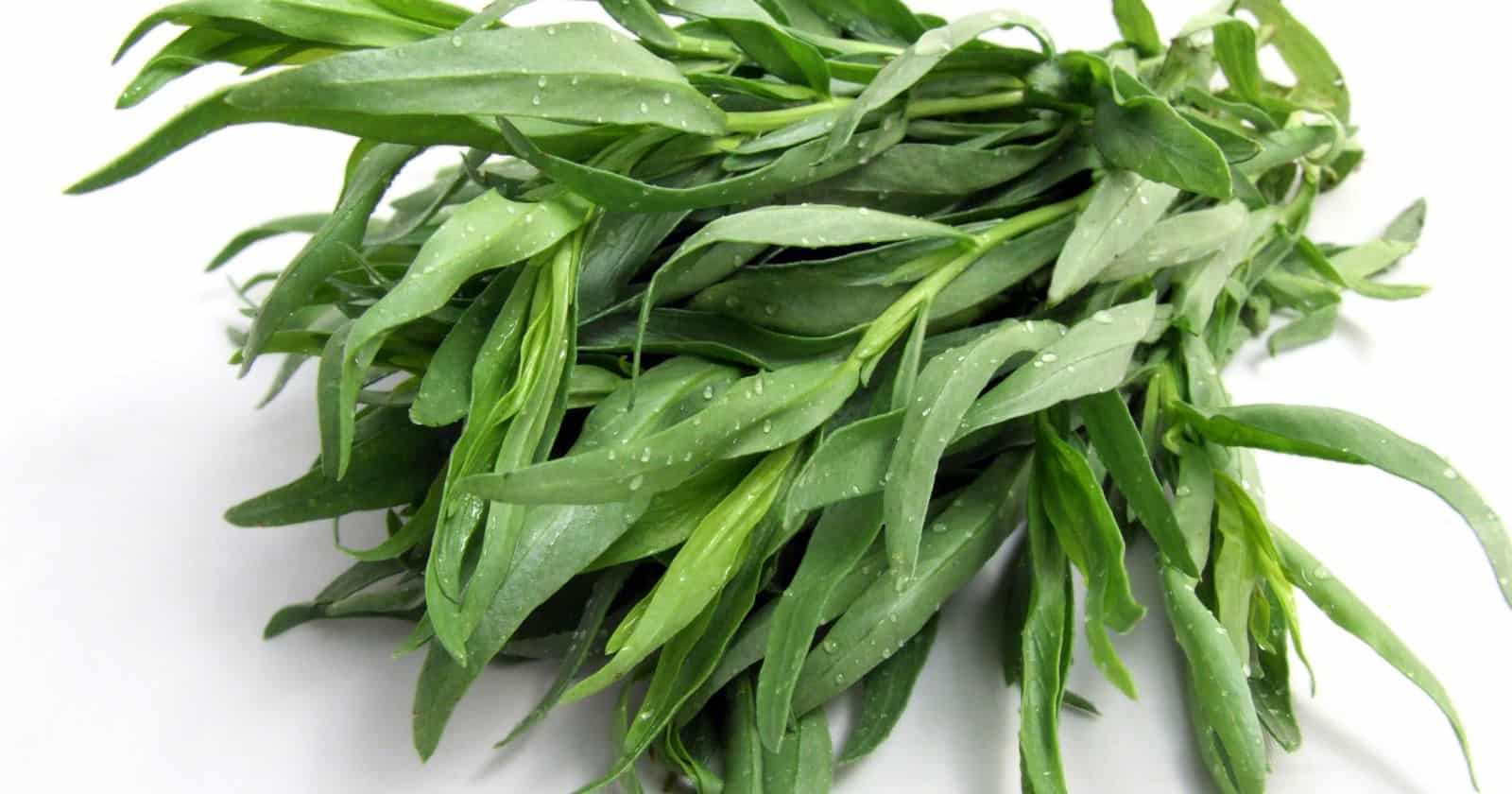 Tarragon The Delicate Herb with a Distinct Flavor