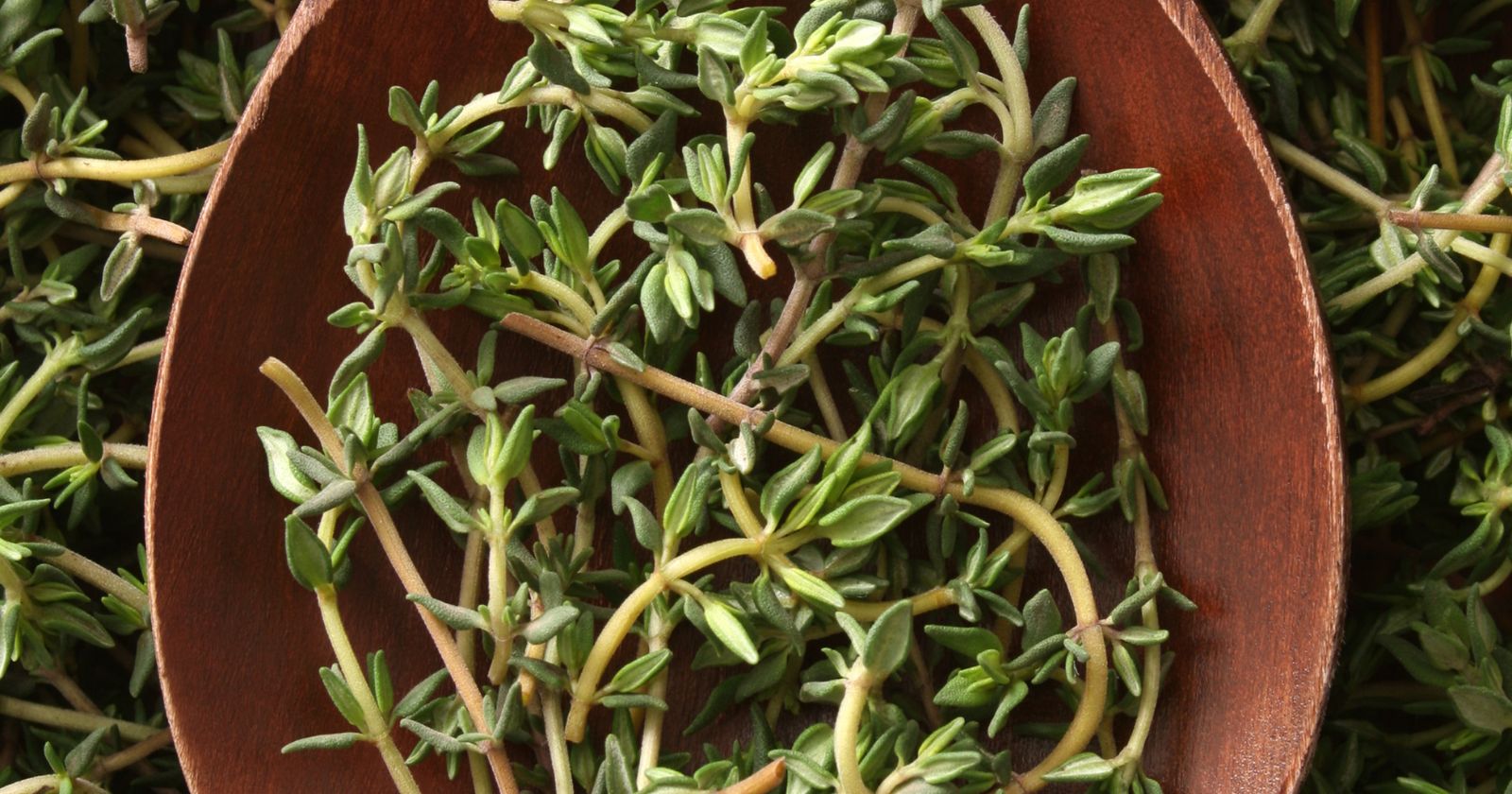 Thyme The Aromatic Herb for Cooking and Health