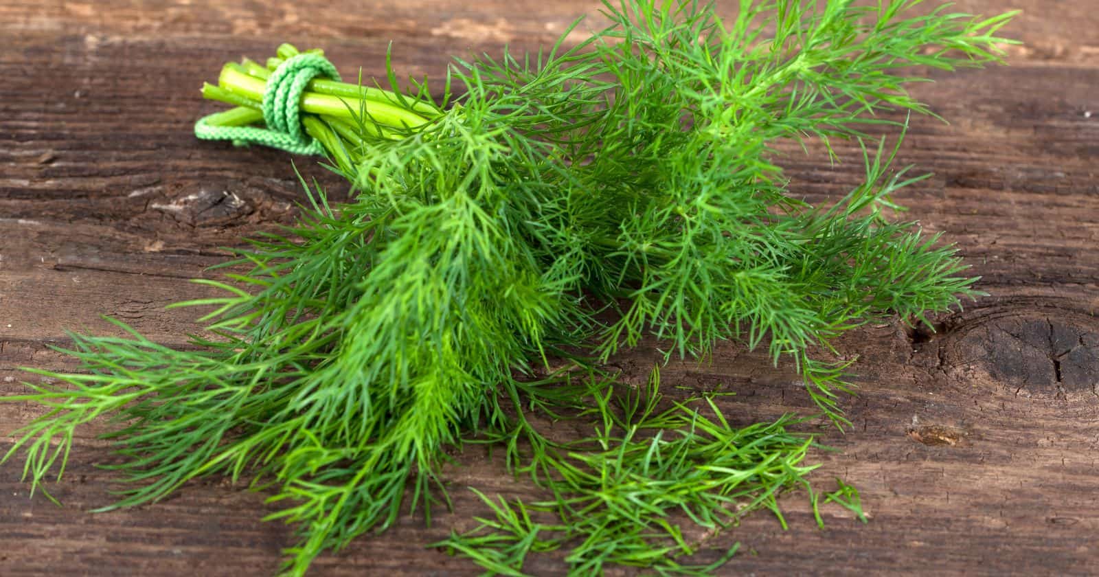 Using Dill to Spice Up Your Meals Benefits and Culinary Uses