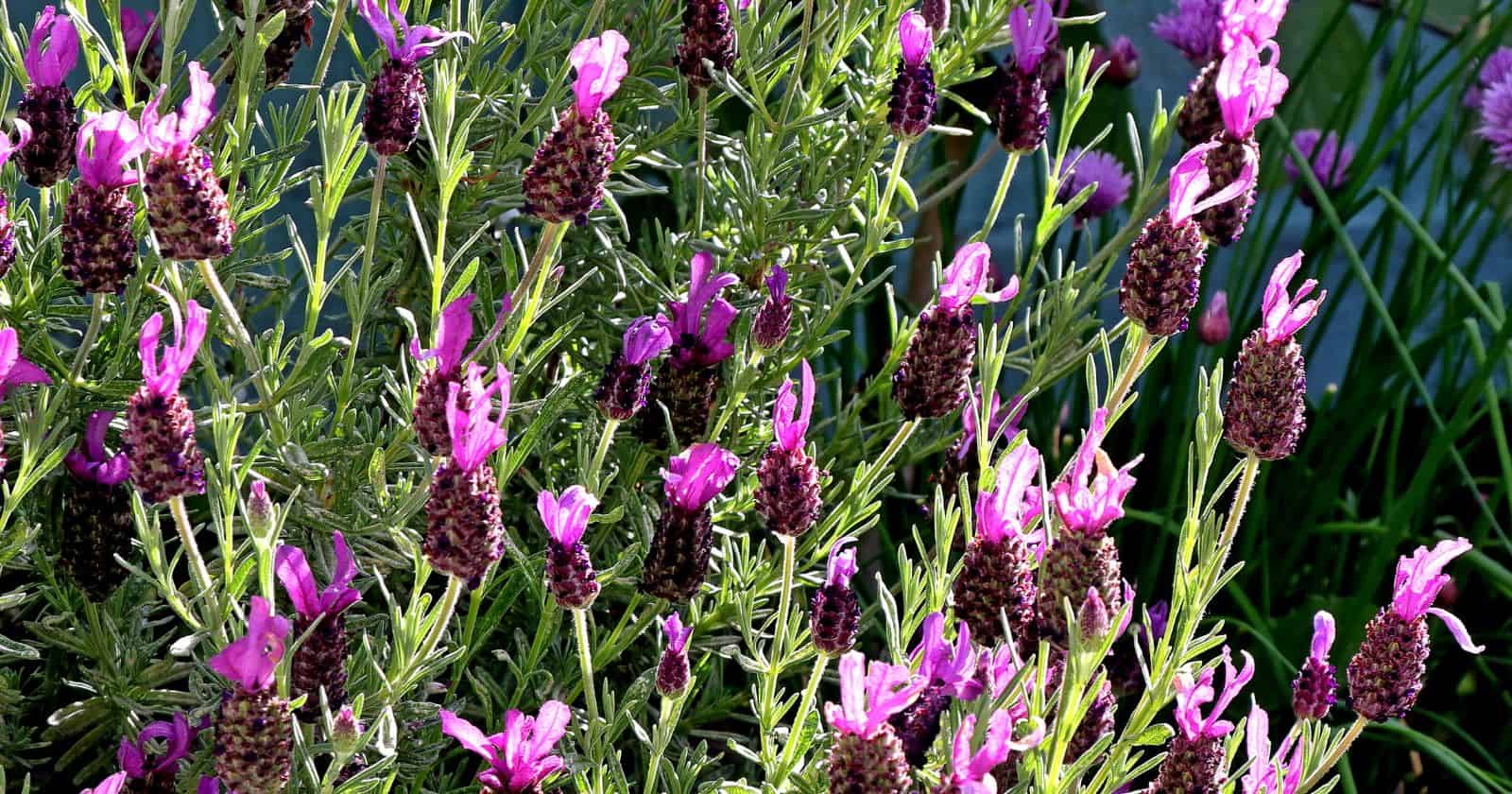 French Lavender The Secret to a Restful Night's Sleep