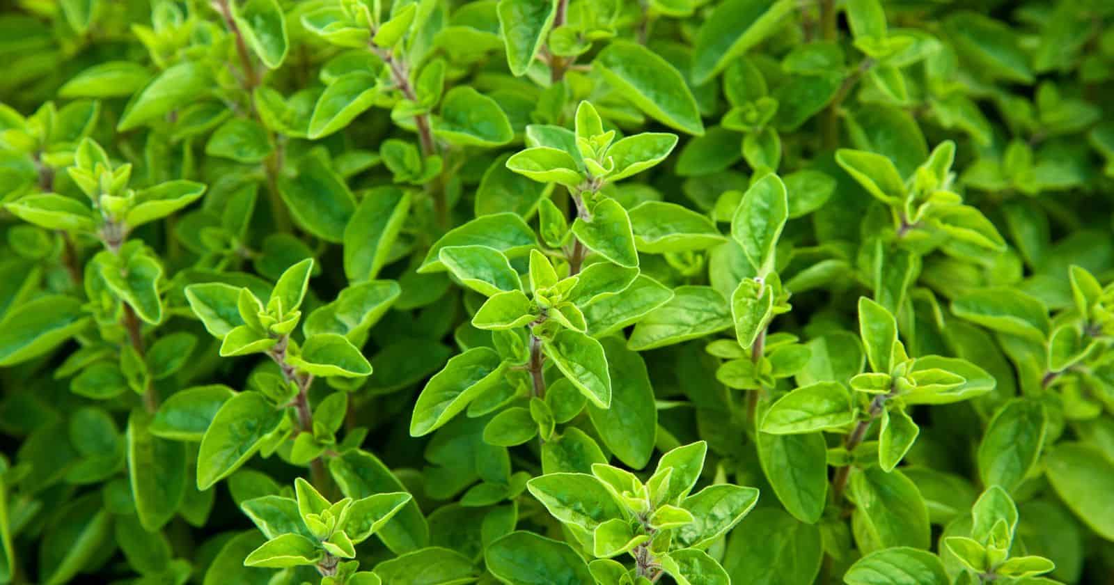 Marvelous Marjoram An Introduction to the Aromatic Herb