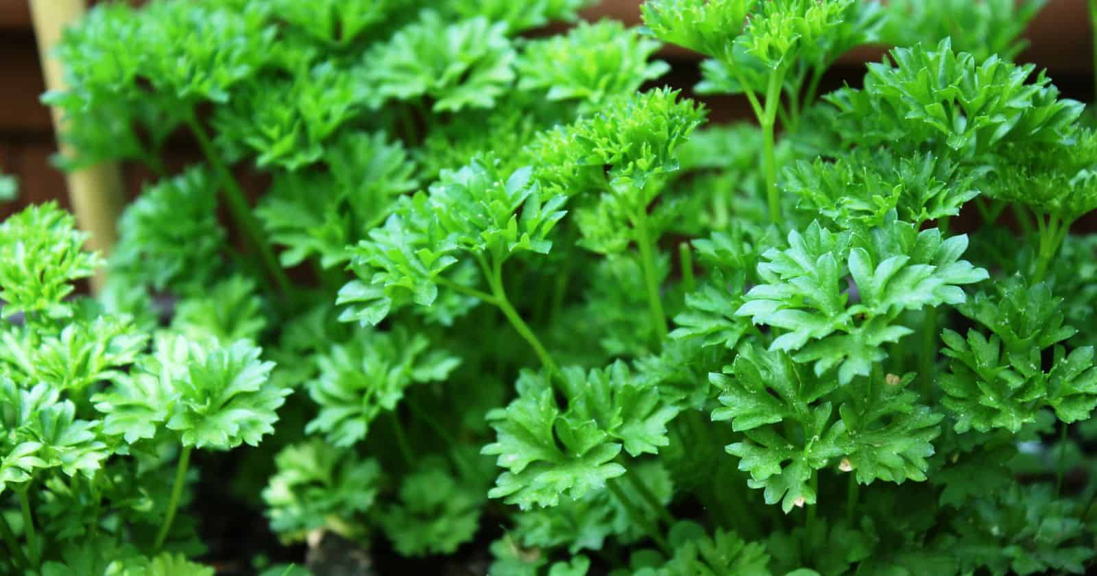 The Many Types of Parsley Which One Should You Use in Your Cooking?