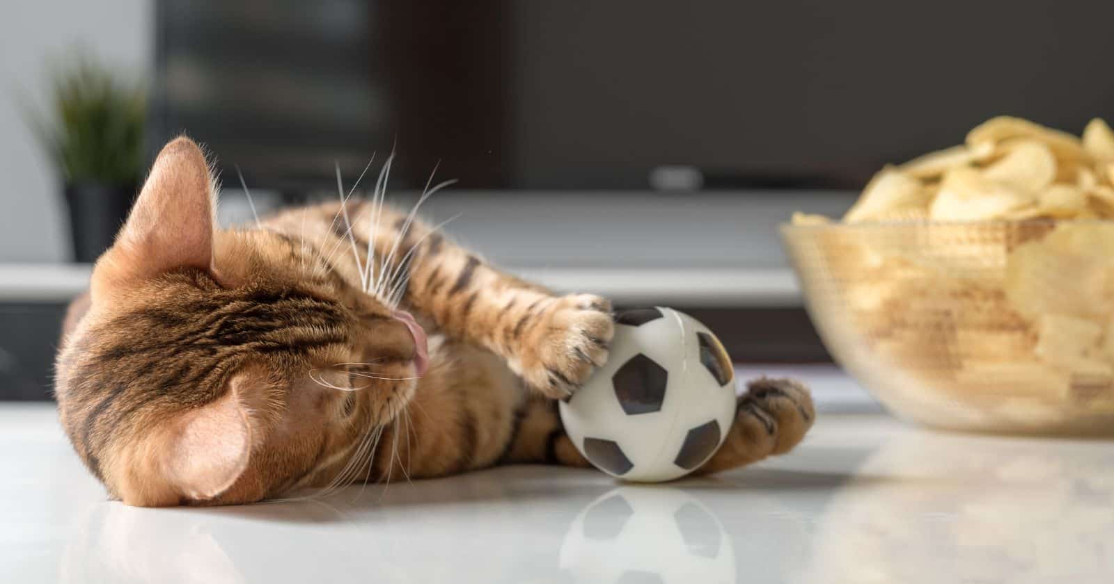 Hot Cheetos Why Do Cats Like Them?