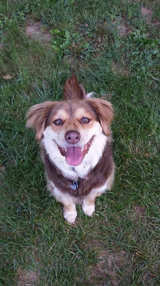 Pet Boarding, Dog Daycare in KY Happy Spot Pet Resort