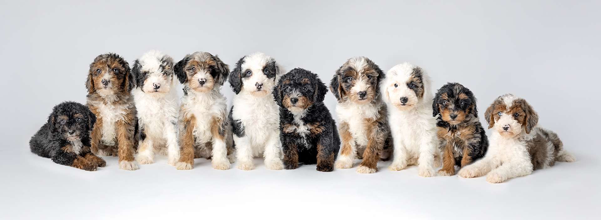 Puppies for sale at Happy Tail Pets