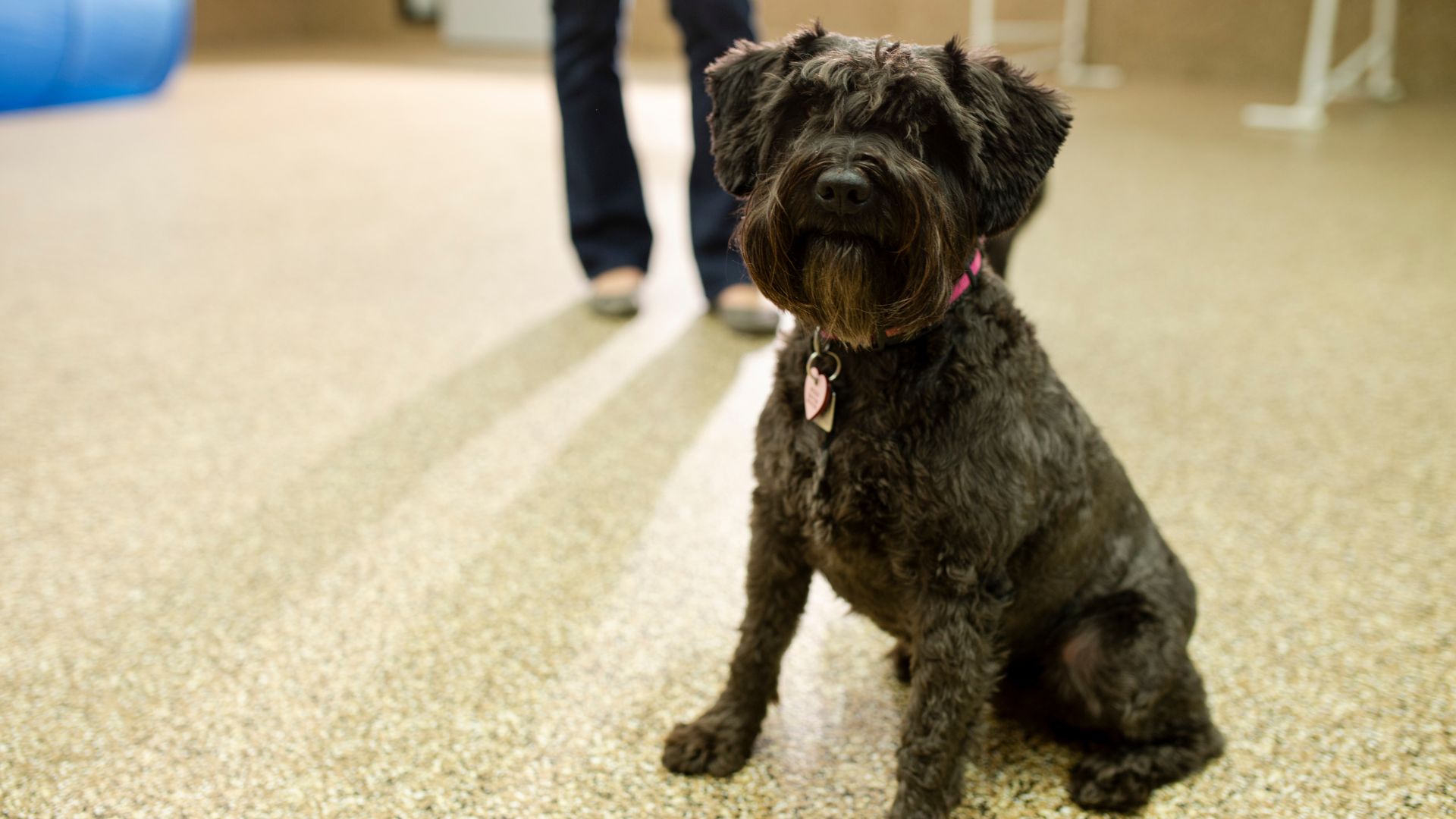 Happy Tails Doggie Daycare And Boarding FAQs