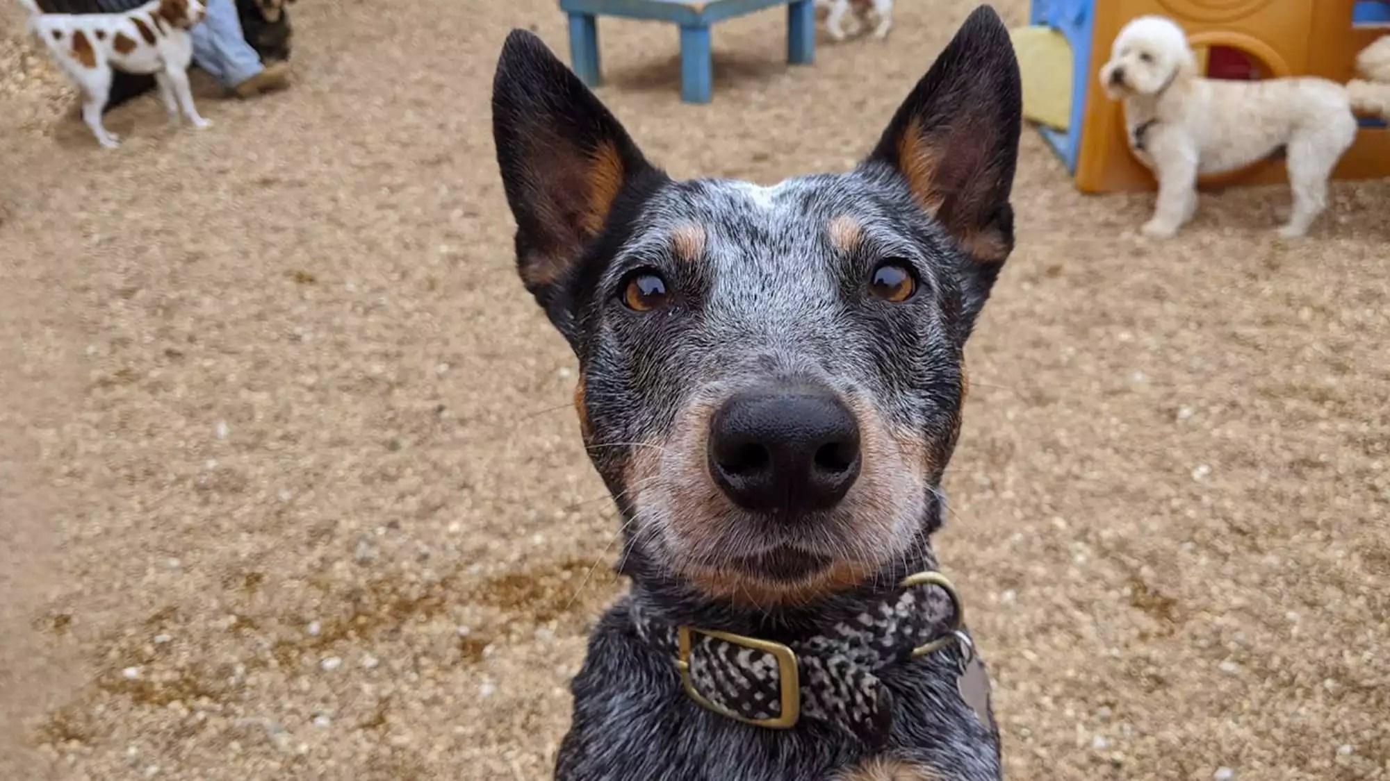 Doggie Daycare Near Me Springfield, MO Happy Tails