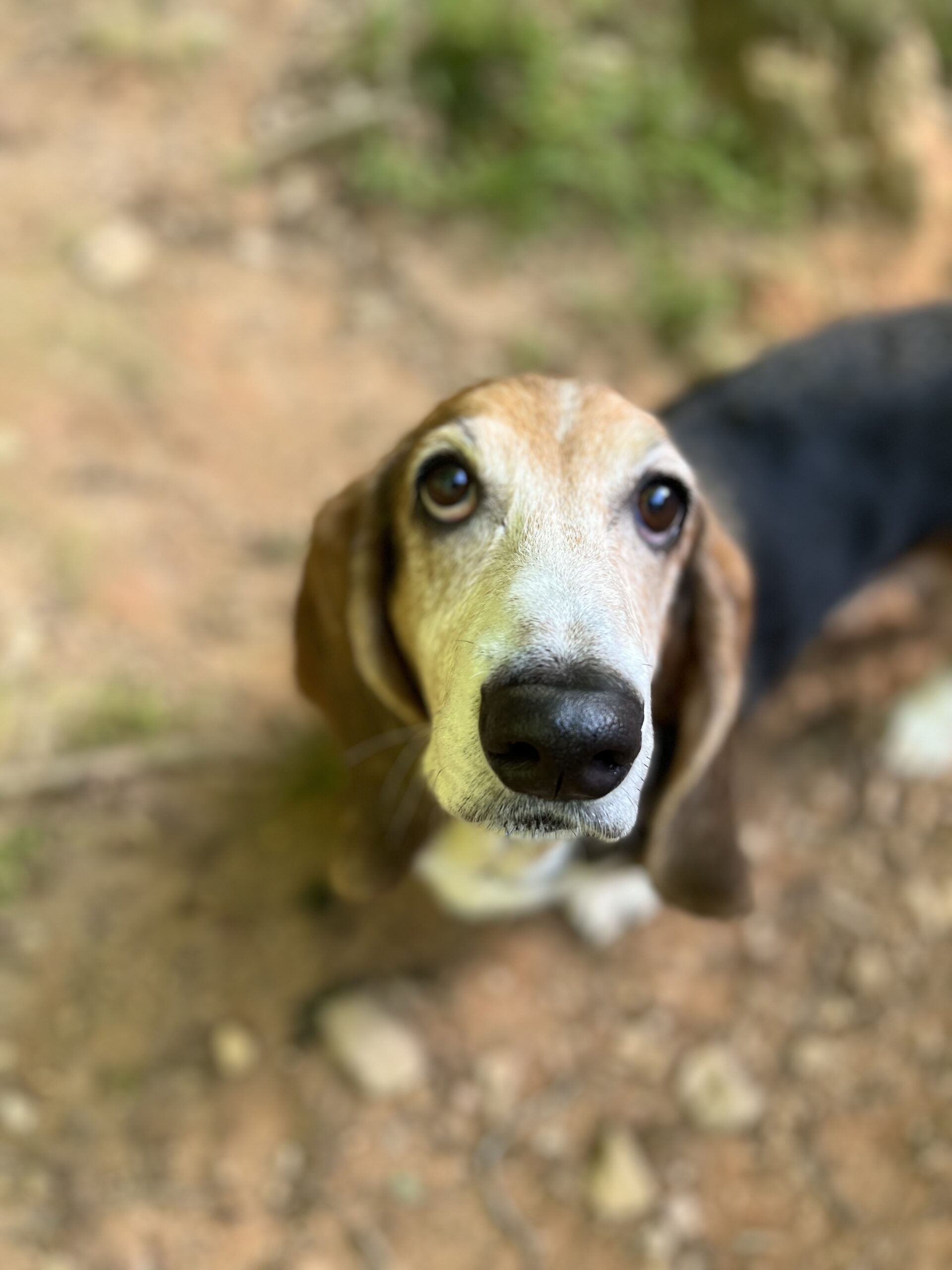 Animal Boarding Fees in Athens GA Happy Tails Playhouse