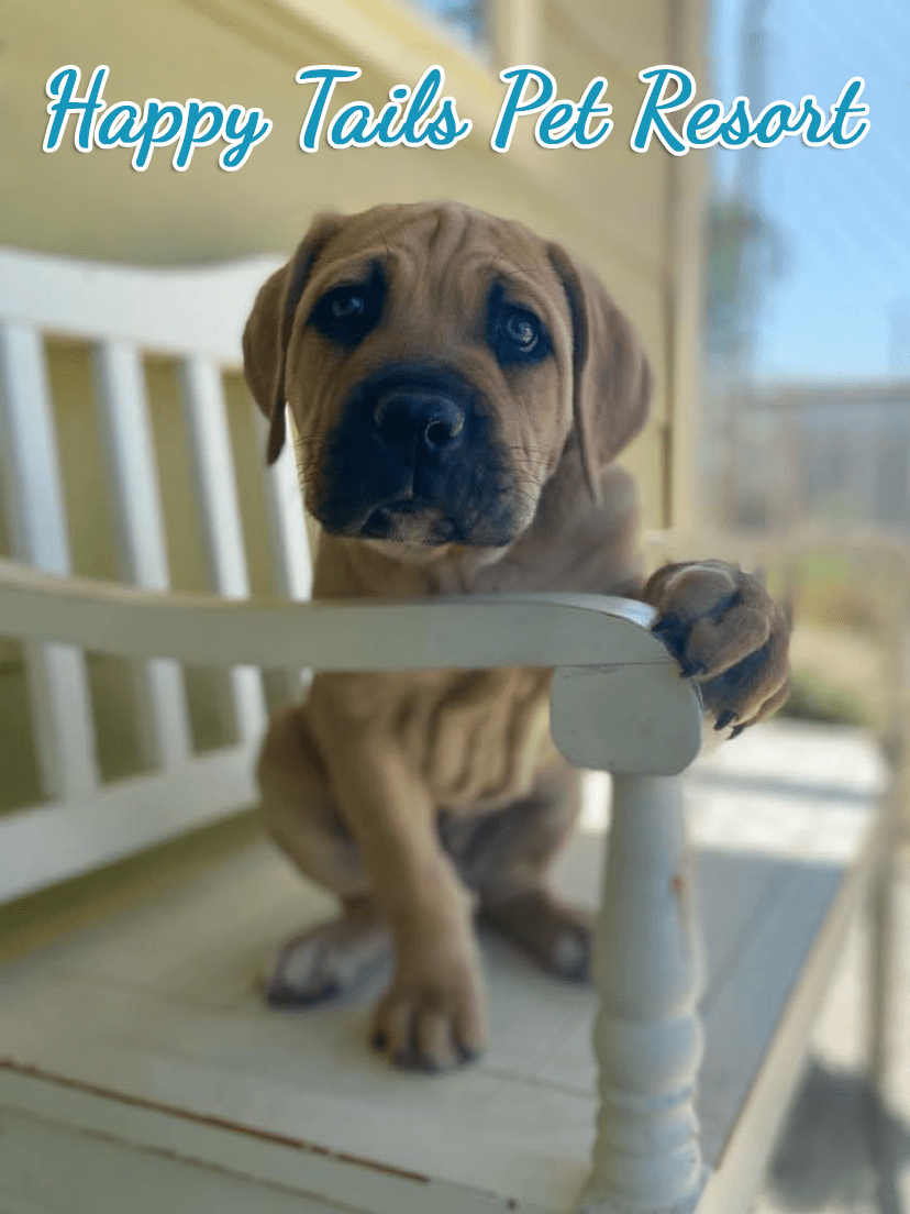 Happy Tails Pet Resort