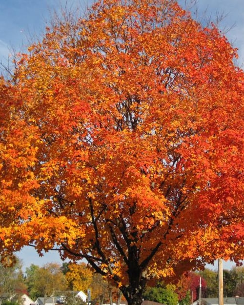 Maple Trees Colorado Nursery Buy Trees Online