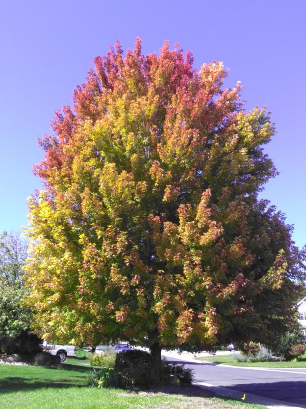 Maple Trees Colorado Nursery Buy Trees Online