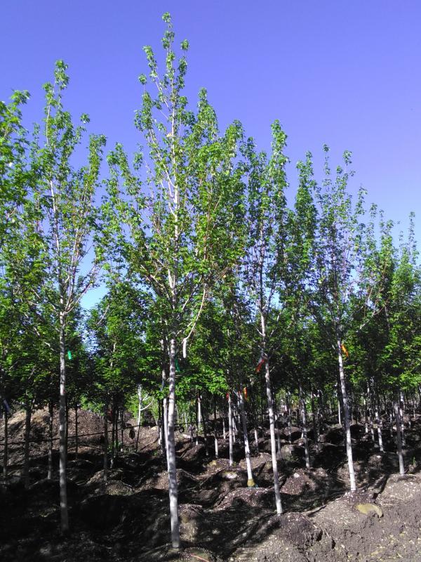 Maple Trees Colorado Nursery Buy Trees Online
