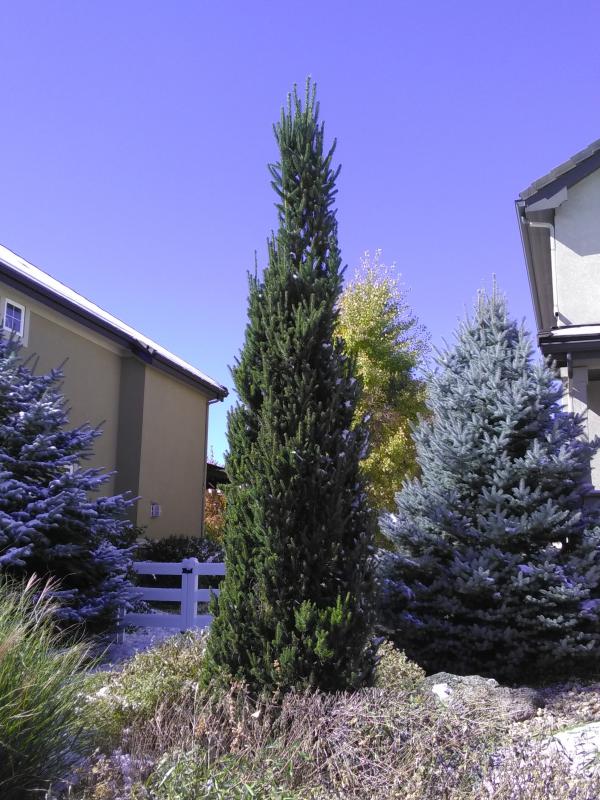 Columnar Norway Spruce