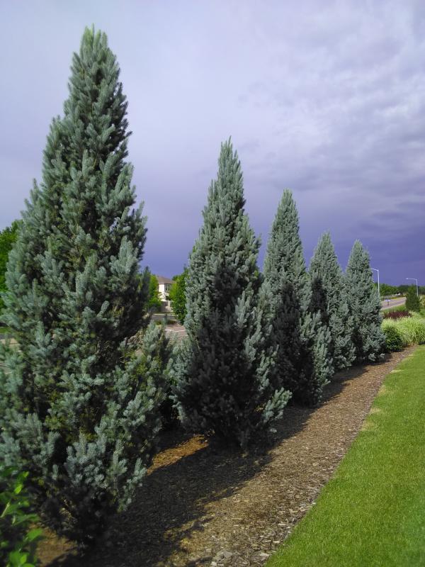 Columnar Blue Spruce