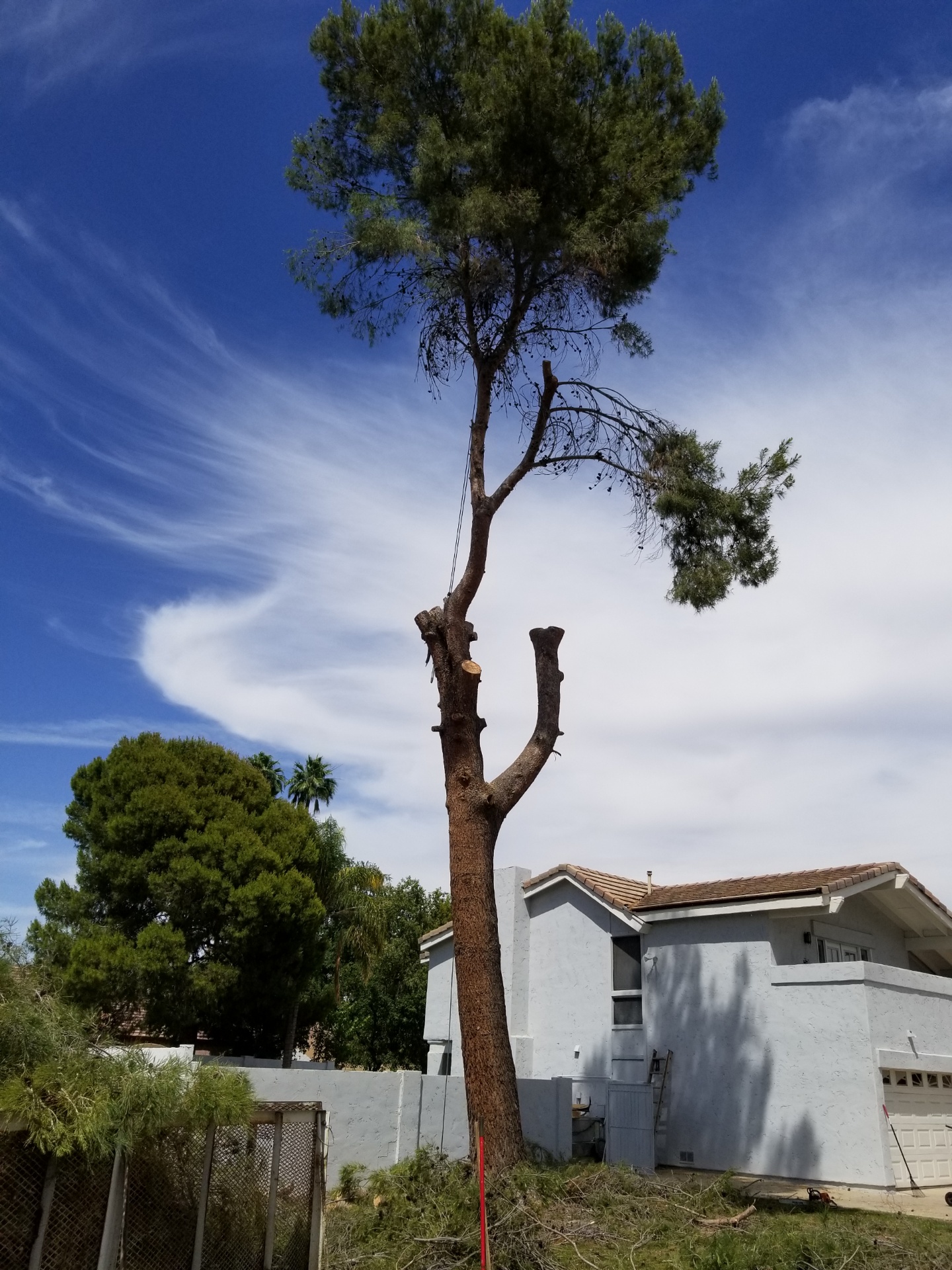 Tree Removal • Happy Valley Tree Service