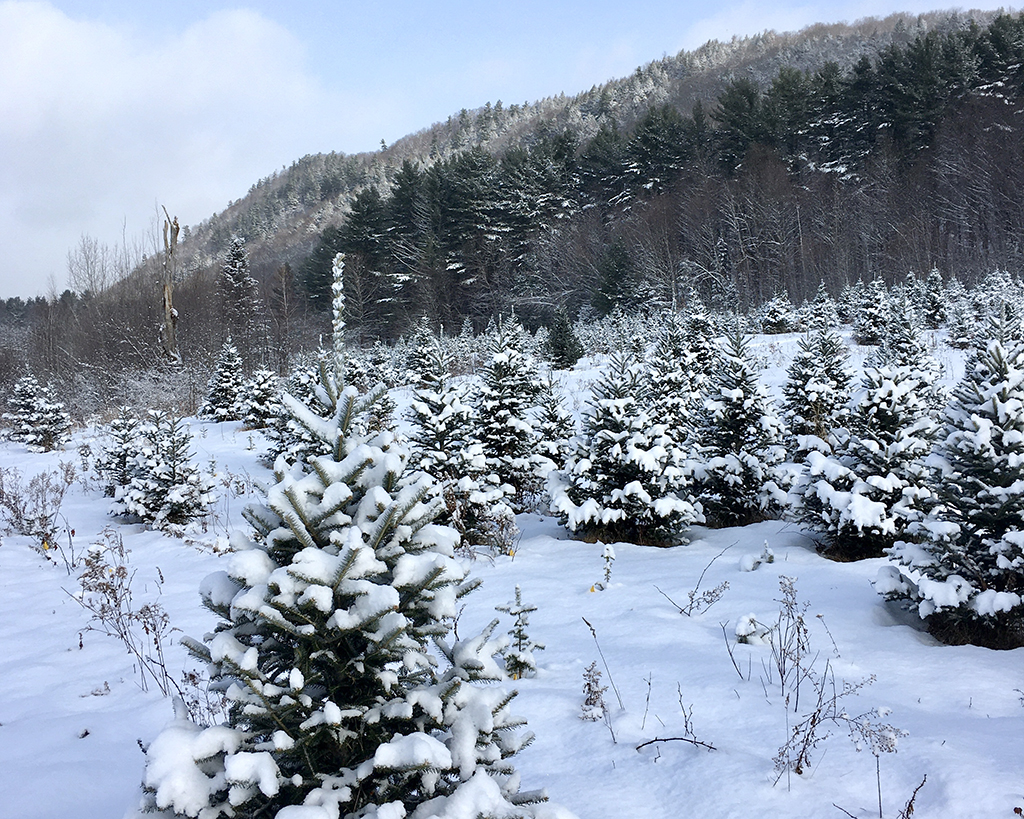 Selling Christmas Trees is a Family Affair at Russell Farm in