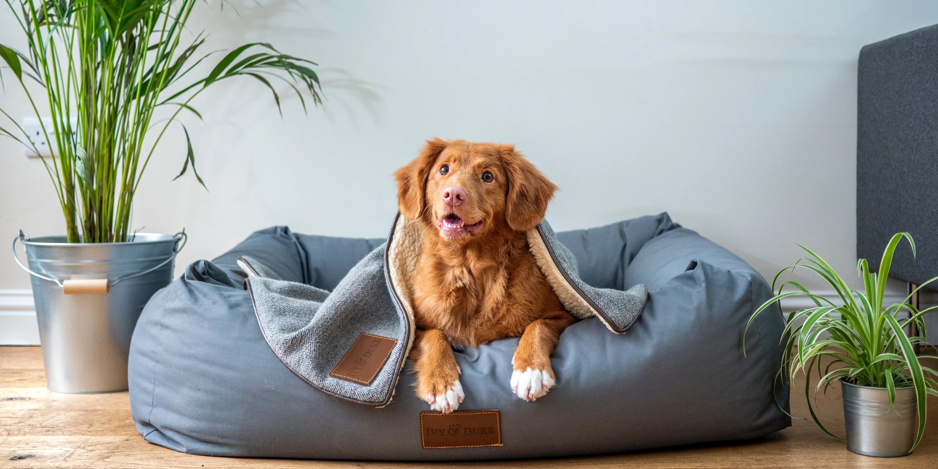 5 Reasons Why Soy Wax is Better for Pets Happy Wax®