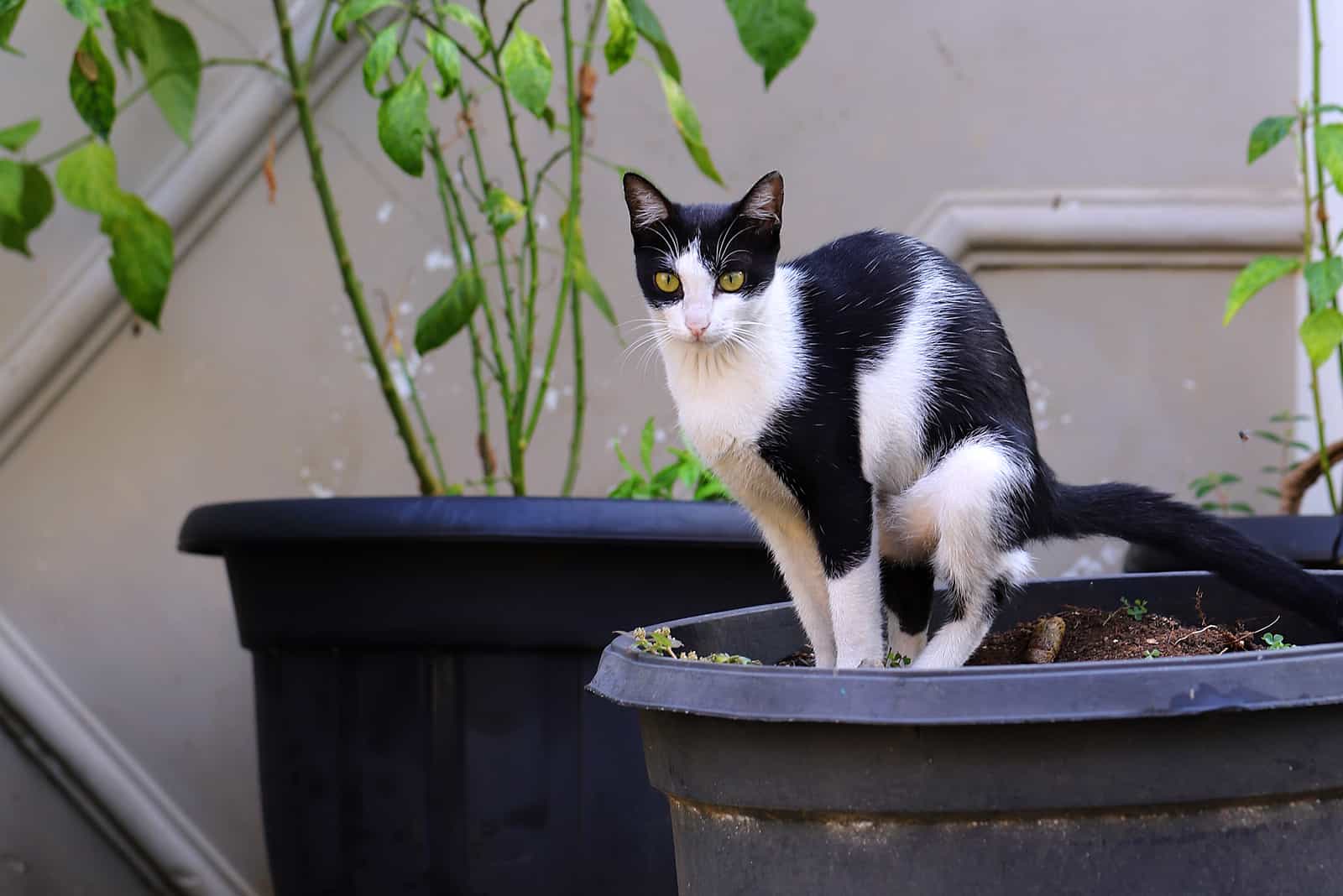 How To Stop Cats Pooping In Plant Pots? 12 Easy Ways