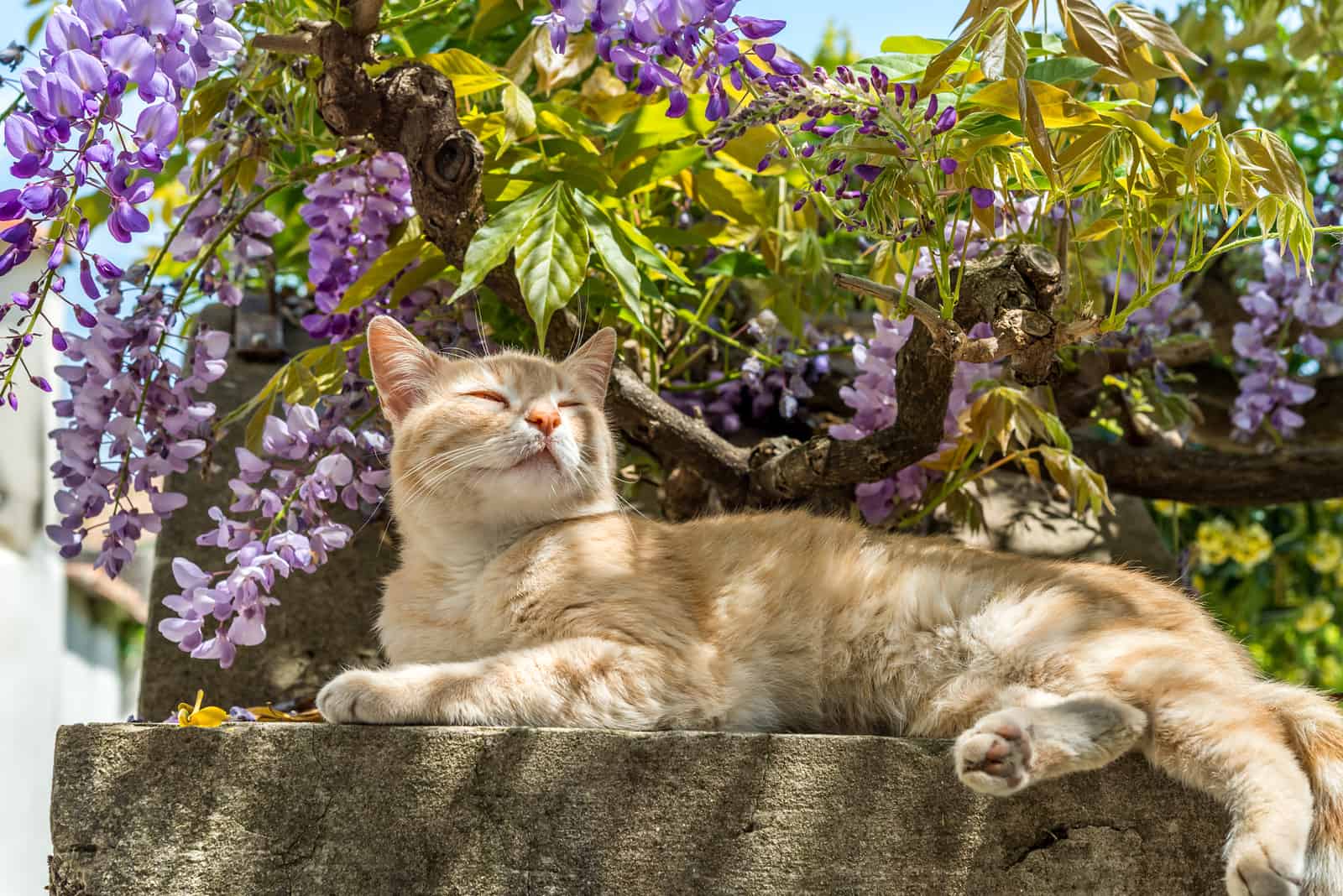 Do Cats Bleed When In Heat? A Common Misconception Explained!