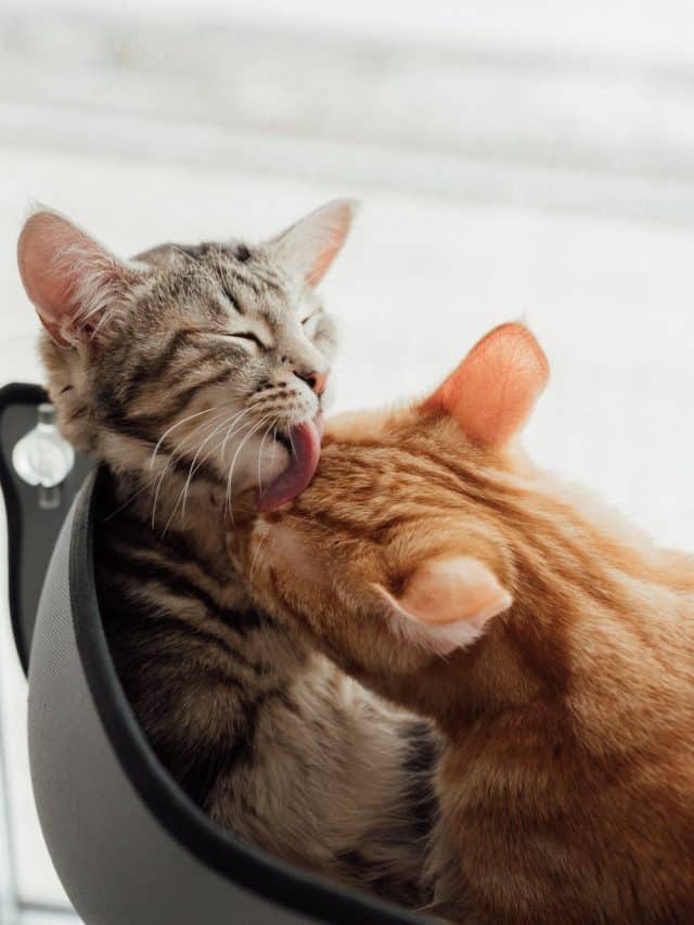 4 Possible Reasons For Cats Licking Each Other happywhisker